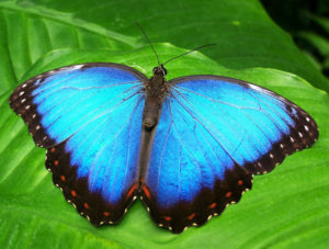 Close up of Brilliant blue butterfly with black trim, and lined with brown & Red speckles
