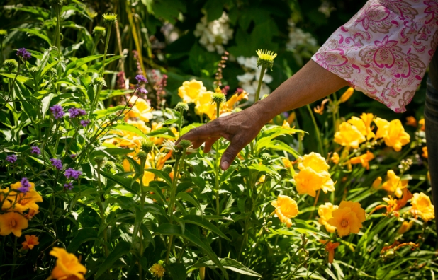 a hand with brown skin touching a group of yellow and purple flowers.