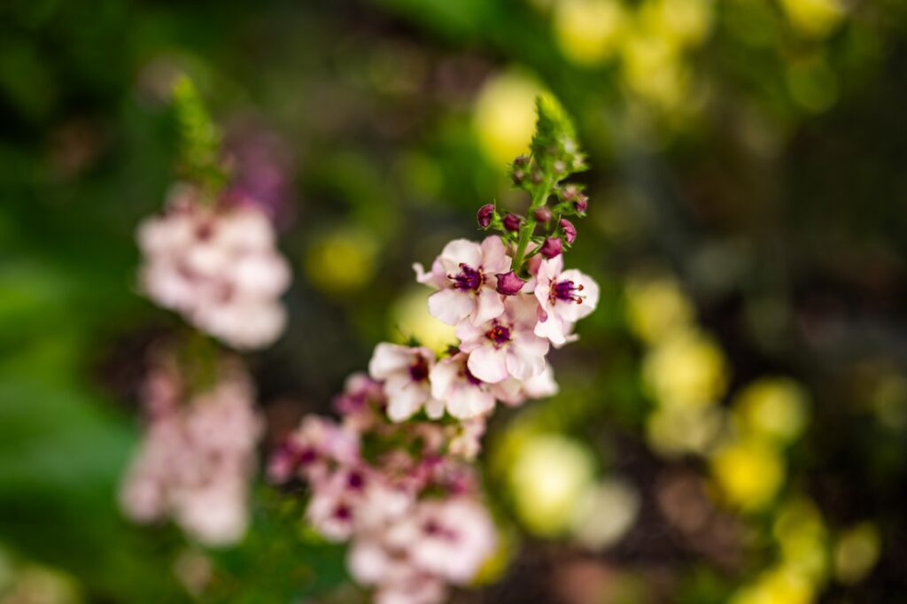 Pink Flowers