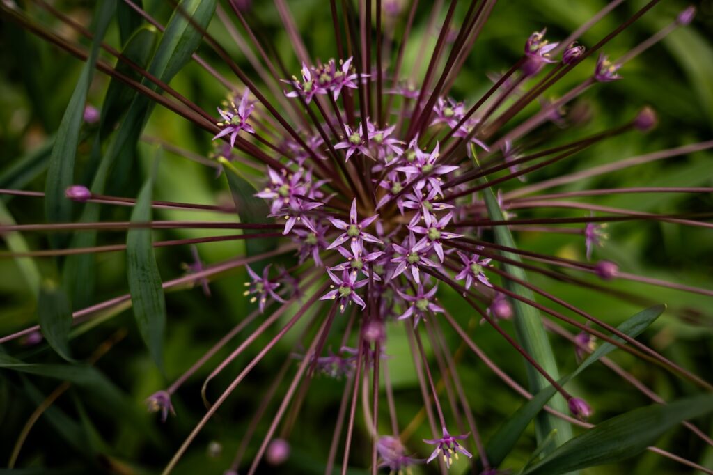 point purple flowers